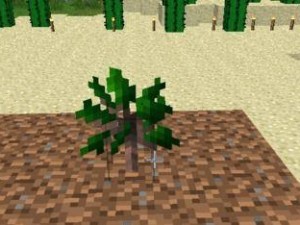 我的世界怎么种树,Minecraft中种树与树苗生成指南