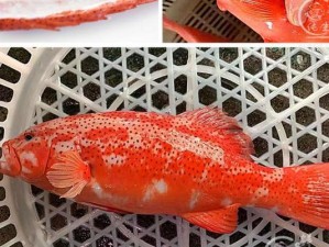 《以食物语浪花东心斑技能强度测评》（探究游戏玩家的技能实力表现与提升）