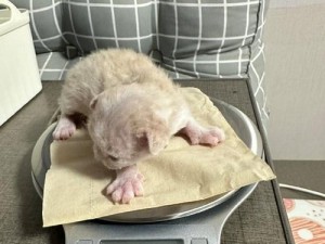 宠物小窝日常攻略