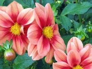 《原神》：盘木森森，荫蔽家庭成就达成攻略