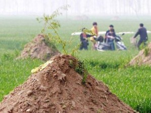 神坟魔墓1.2攻略（游戏攻略、技巧、地图全解析，帮助玩家在神坟魔墓1.2中获得胜利）