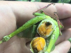 蚂蚱新符文出装攻略（探索蚂蚱在新符文系统下的强势装备选择，让你在战场上无往不利！）